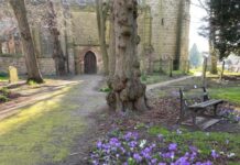 Spring crocuses